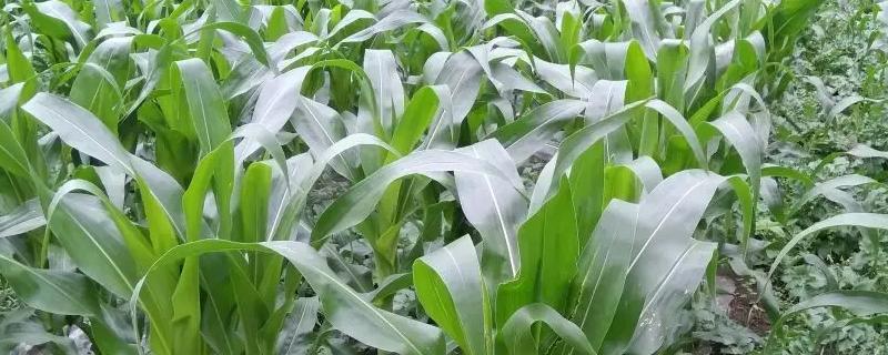 道钰518玉米品种简介，高抗茎腐病