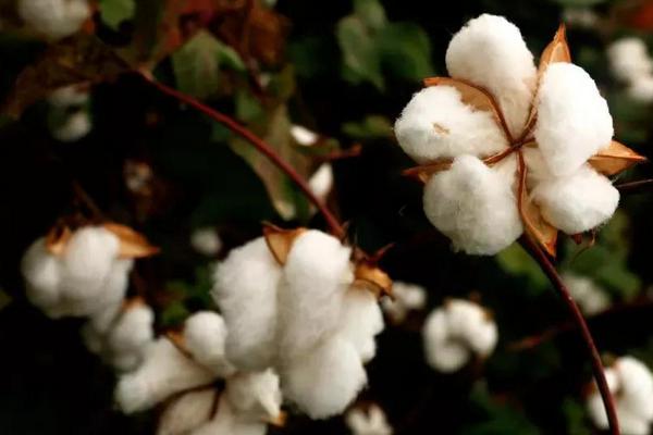 冀丰238棉花品种的特性，全生育期125天左右