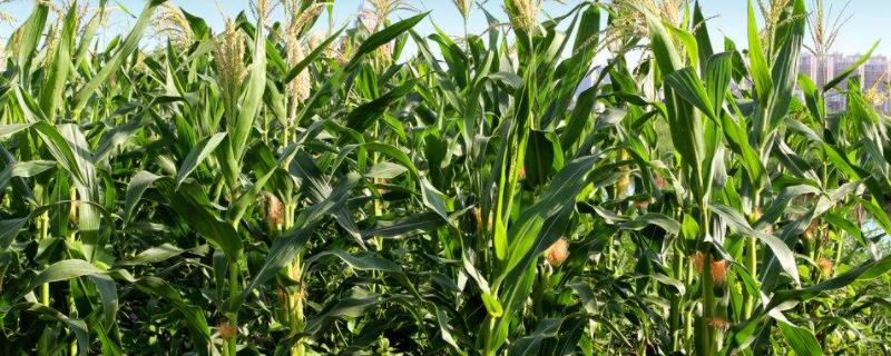直粒919玉米品种的特性，适宜播期为6月10日左右