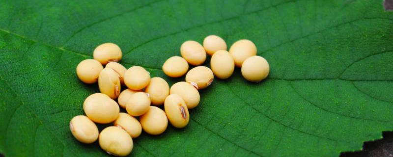 脉育565大豆品种简介，5月上中旬播种