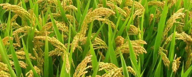 华优806水稻品种简介，每亩有效穗数15.5万穗