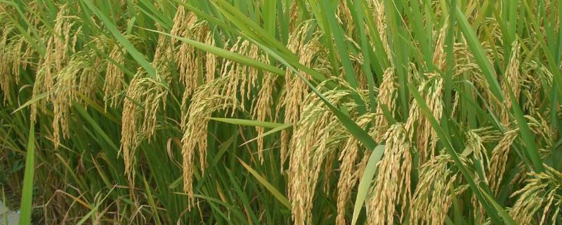 川种优油晶水稻种子特征特性，全生育期153.0天