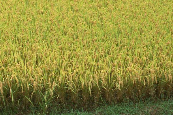 香龙优520水稻种子简介，每亩有效穗数18.0万穗