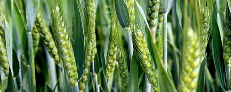山农48小麦种子特点，富含叶黄素小麦品种