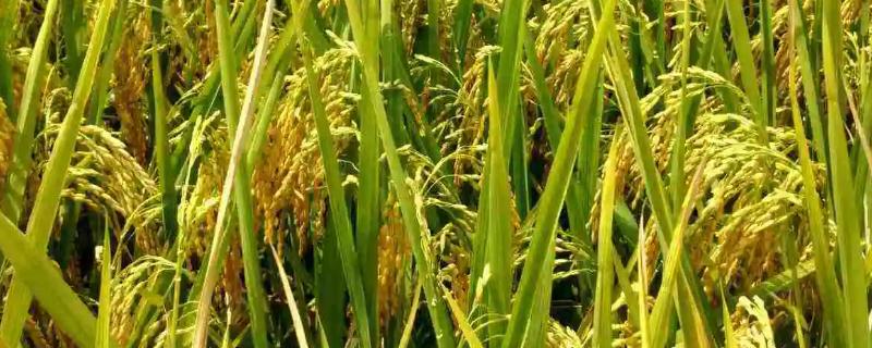 振优619水稻种子特点，一般6月中旬—6月下旬播种