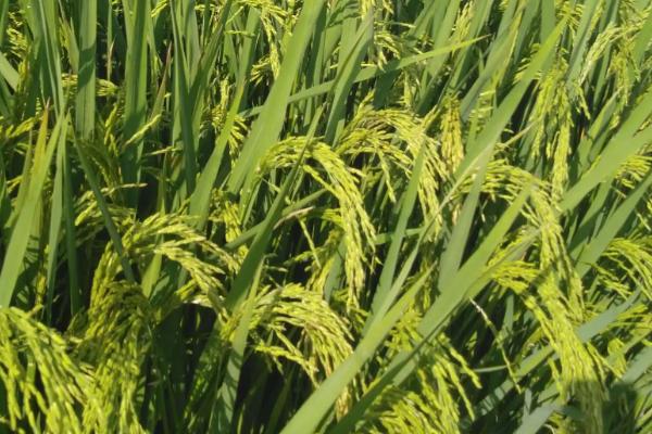 玉龙优1901水稻种子简介，一般3月上旬—4月上旬播种
