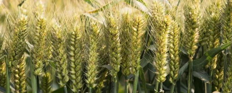 胶麦568小麦种子特征特性，适宜播期10月1～15日