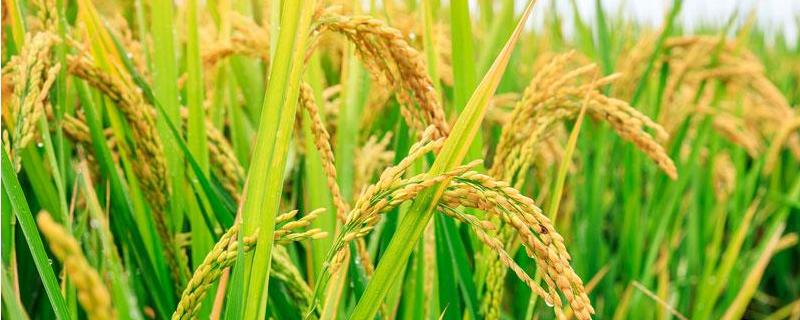 玉龙优1901水稻种子简介，一般3月上旬—4月上旬播种