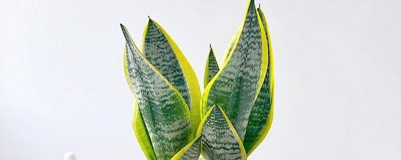 虎皮兰叶子变薄发黄的原因及补救方法，可能是浇水过多或施肥不当