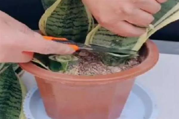 虎皮兰叶子变薄发黄的原因及补救方法，可能是浇水过多或施肥不当