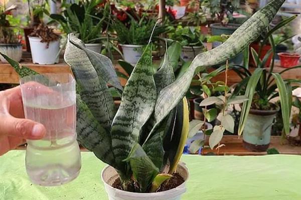 虎皮兰叶子变薄发黄的原因及补救方法，可能是浇水过多或施肥不当