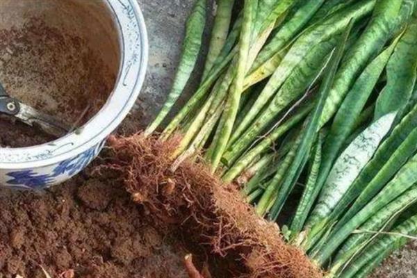 虎皮兰叶子变薄发黄的原因及补救方法，可能是浇水过多或施肥不当