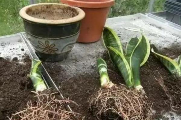 虎皮兰叶子变薄发黄的原因及补救方法，可能是浇水过多或施肥不当