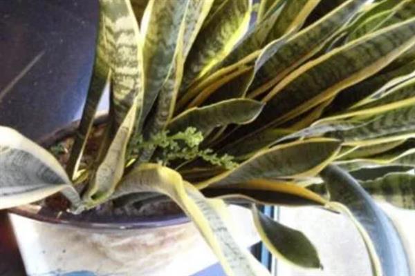 虎皮兰叶子变薄发黄的原因及补救方法，可能是浇水过多或施肥不当