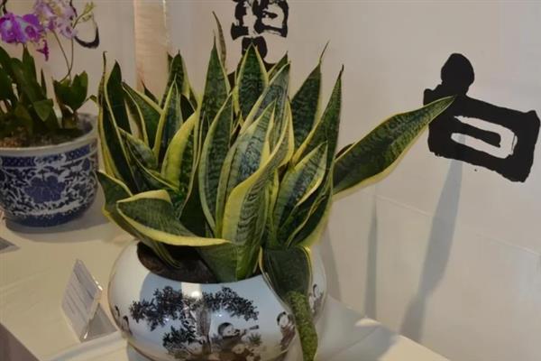 虎皮兰叶子变薄发黄的原因及补救方法，可能是浇水过多或施肥不当