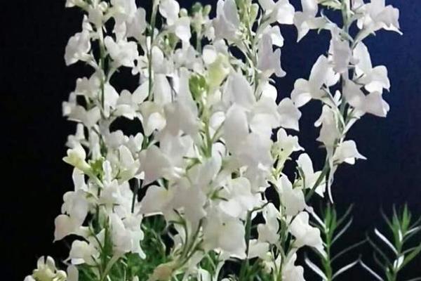 翠雀的花语，不同颜色的花语不同