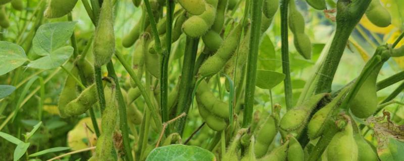 种植春大豆预防烂种的方法，使用健康的种子可确保播种质量