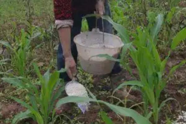 种植春大豆预防烂种的方法，使用健康的种子可确保播种质量