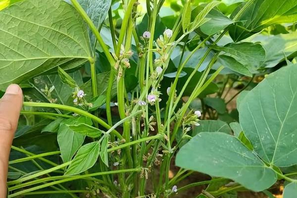 种植春大豆预防烂种的方法，使用健康的种子可确保播种质量