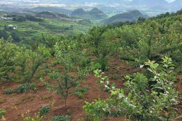 李子在什么季节成熟，早熟品种在5-6月份成熟