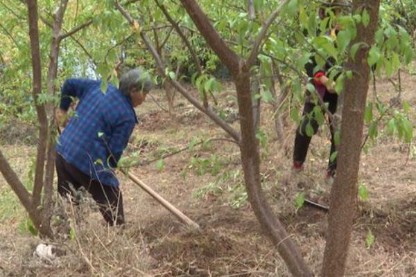 李子在什么季节成熟，早熟品种在5-6月份成熟