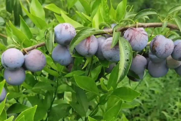 李子在什么季节成熟，早熟品种在5-6月份成熟
