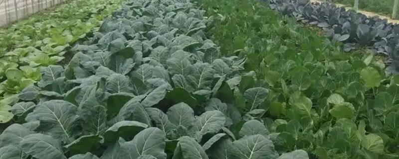 早春棚栽蔬菜的施肥技术，应做到施足基肥