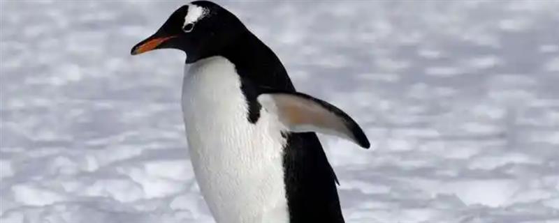 企鹅怕不怕冷，身上的羽毛具有保暖作用