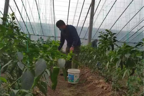 早春棚栽蔬菜的施肥技术，应做到施足基肥