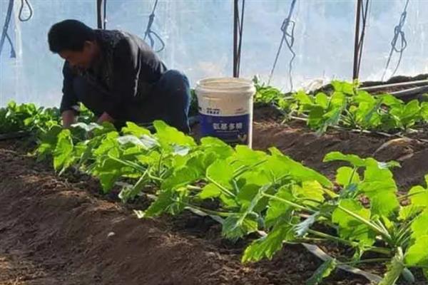 早春棚栽蔬菜的施肥技术，应做到施足基肥