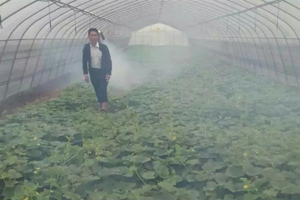 早春棚栽蔬菜的施肥技术，应做到施足基肥