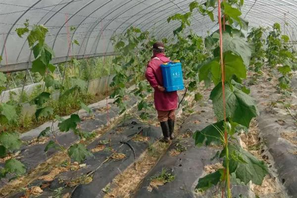 早春棚栽蔬菜的施肥技术，应做到施足基肥