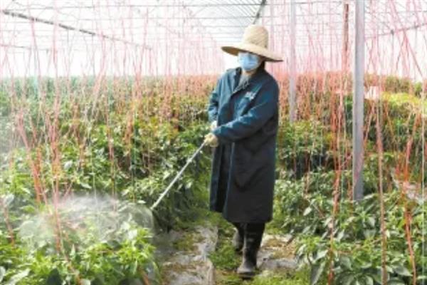 早春棚栽蔬菜的施肥技术，应做到施足基肥