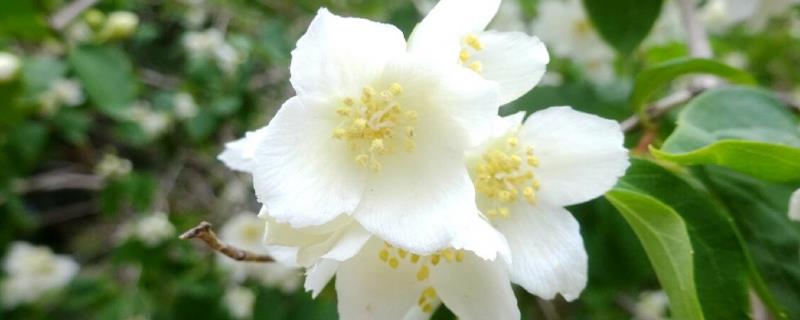 山梅花怎么种植，夏季每天浇一次水