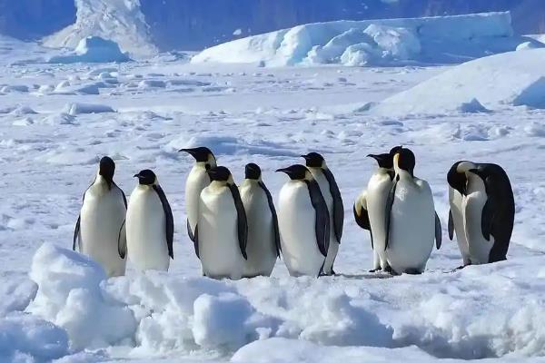 企鹅怕不怕冷，身上的羽毛具有保暖作用