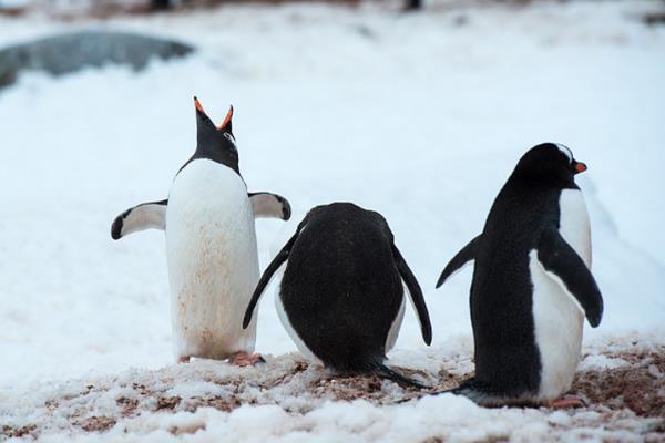 企鹅怕不怕冷，身上的羽毛具有保暖作用
