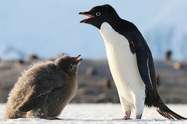 企鹅怕不怕冷，身上的羽毛具有保暖作用