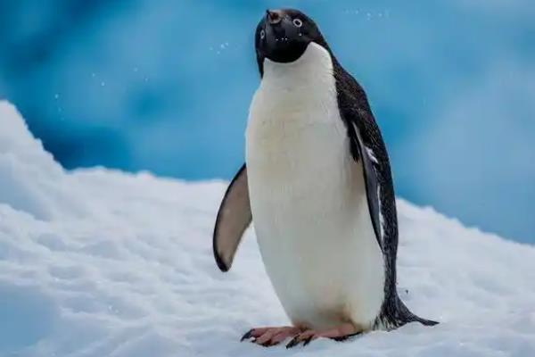 企鹅怕不怕冷，身上的羽毛具有保暖作用