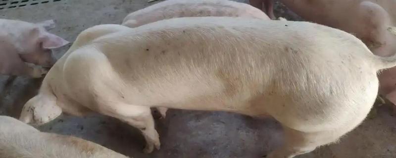 非洲猪瘟是什么引起的，可通过虫媒、体液传播