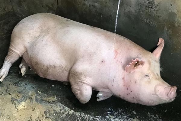 非洲猪瘟是什么引起的，可通过虫媒、体液传播