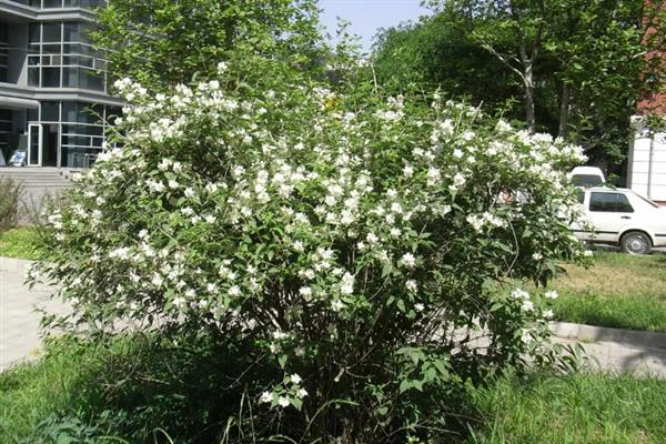山梅花怎么种植，夏季每天浇一次水