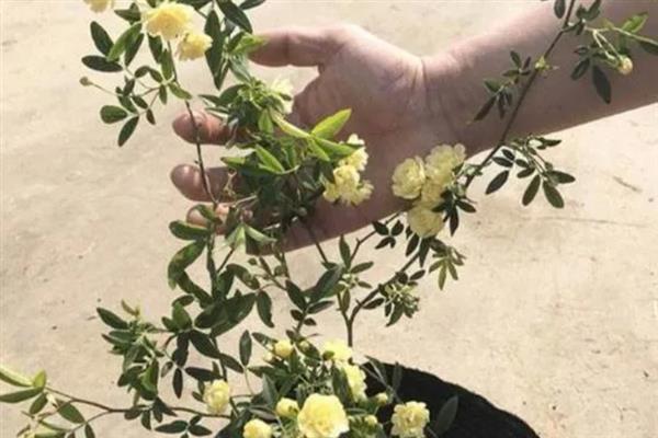 木香花如何修剪，开花以前对过多的花芽进行摘除