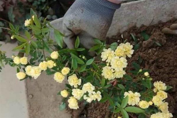 木香花如何修剪，开花以前对过多的花芽进行摘除