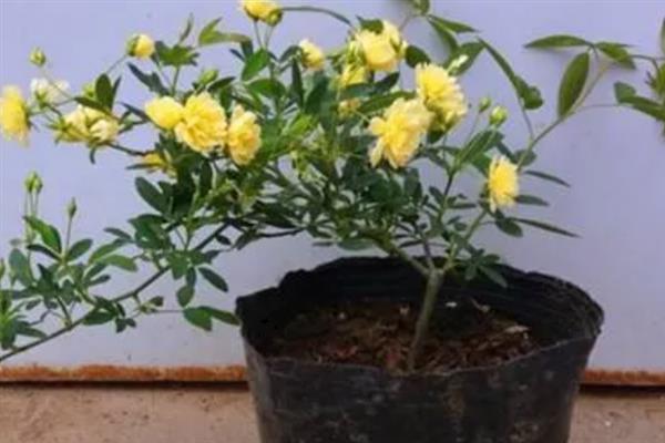 木香花如何修剪，开花以前对过多的花芽进行摘除