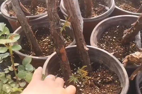 木香花如何修剪，开花以前对过多的花芽进行摘除