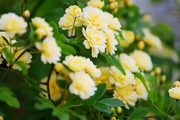 木香花如何修剪，开花以前对过多的花芽进行摘除