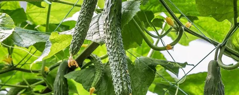 黄瓜肥水管理方法，要浇足定植水