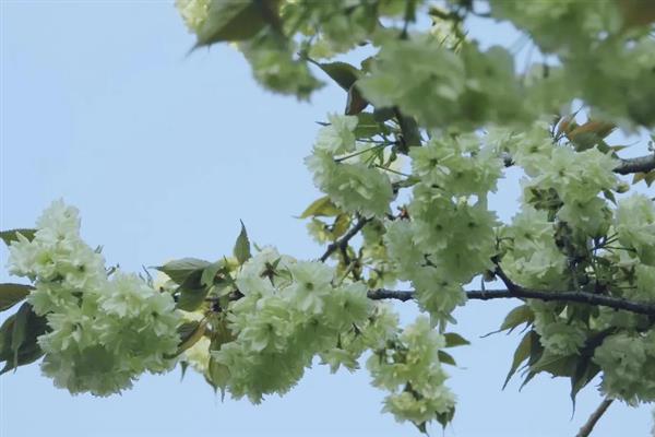 绿色樱花有什么花语，代表幸福、青春气息、绚烂多彩等含义
