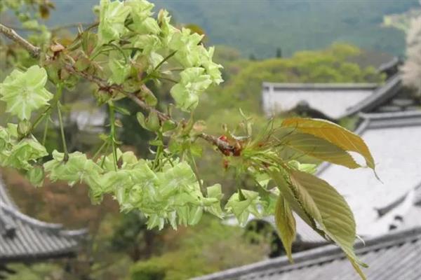 绿色樱花有什么花语，代表幸福、青春气息、绚烂多彩等含义