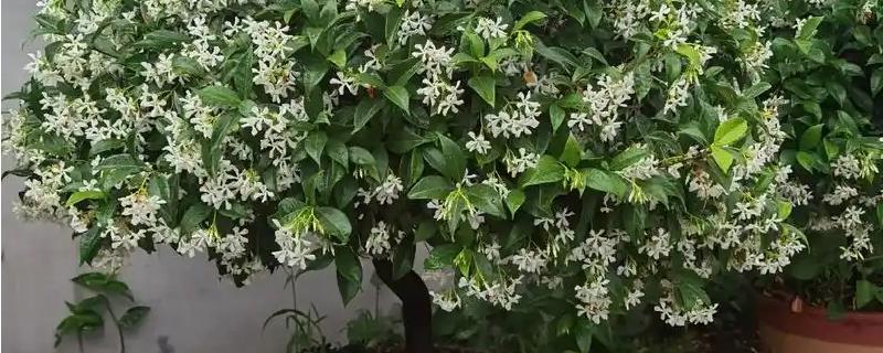 盘龙香怎么养殖，生长期间每隔半个月追施一次饼肥水